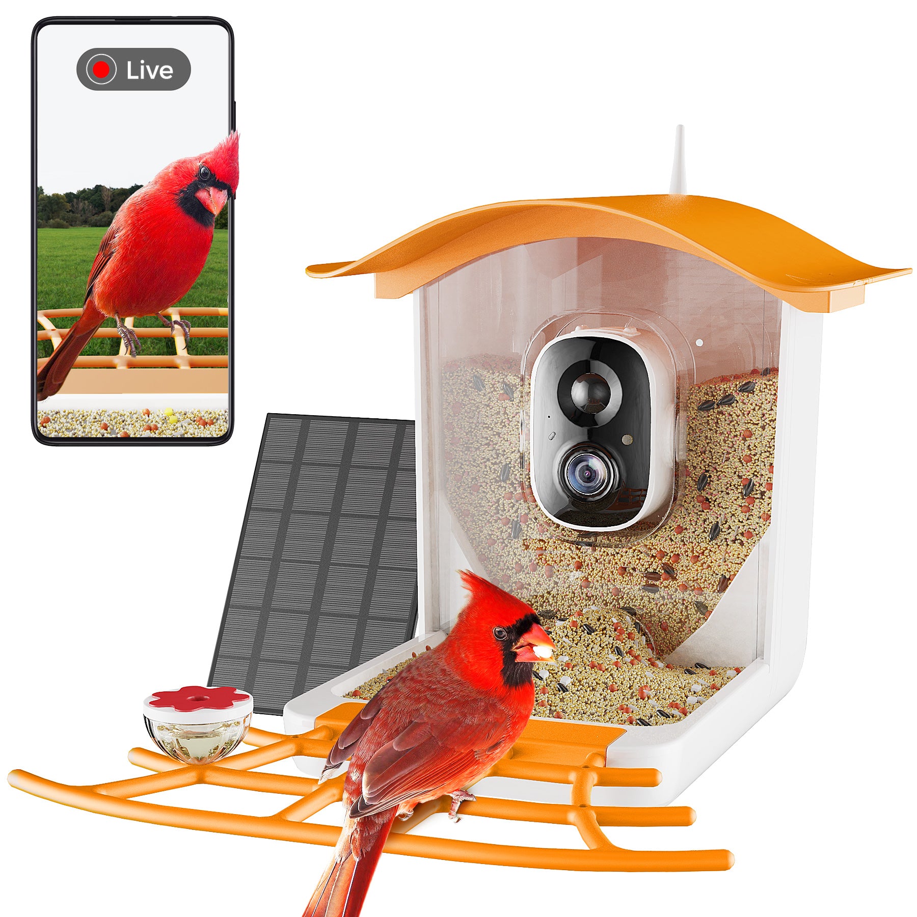 Auto bird feeder best sale