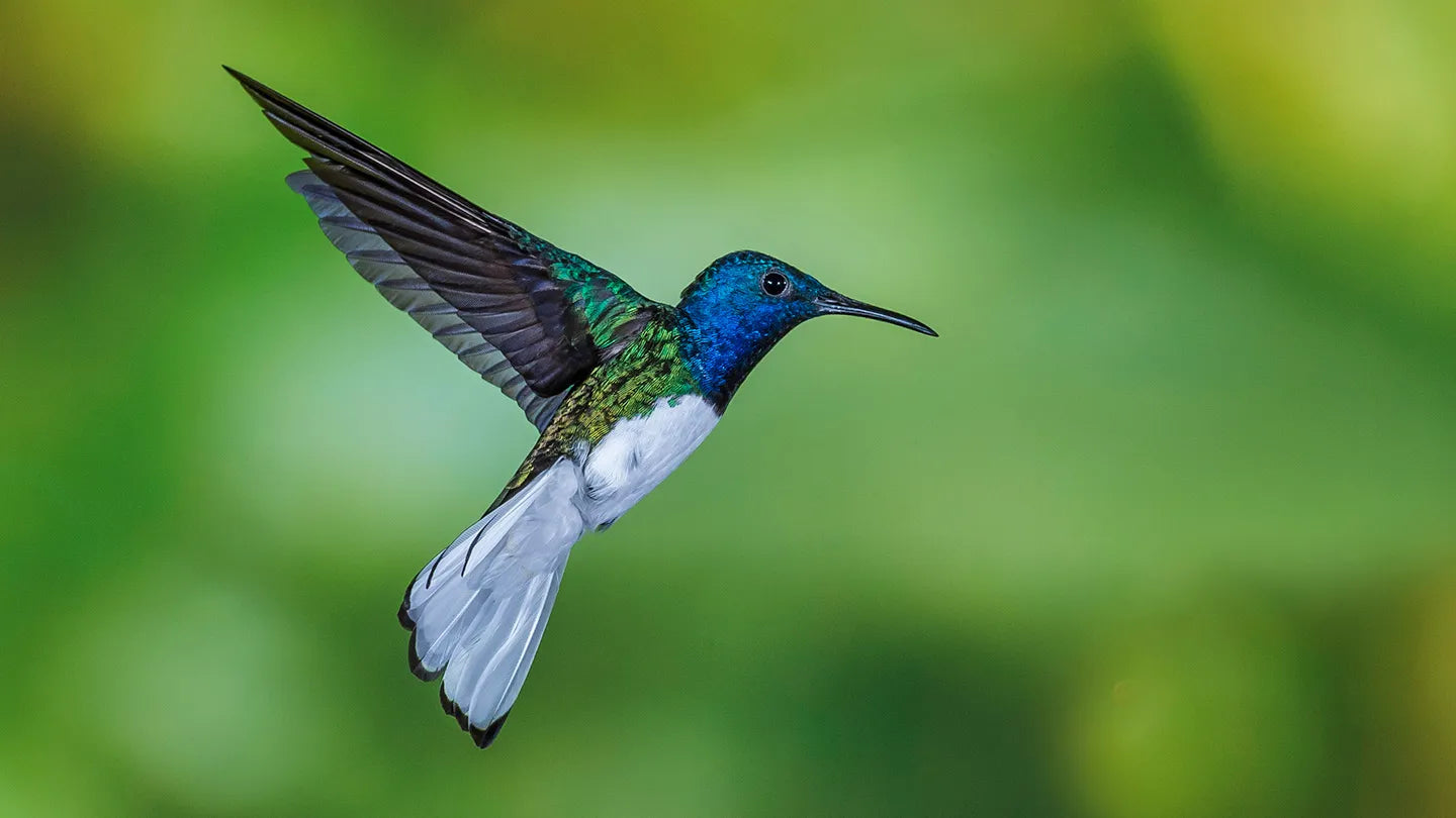 Essential Guide to Cleaning a Hummingbird Feeder: Ensuring Healthy and Happy Birds