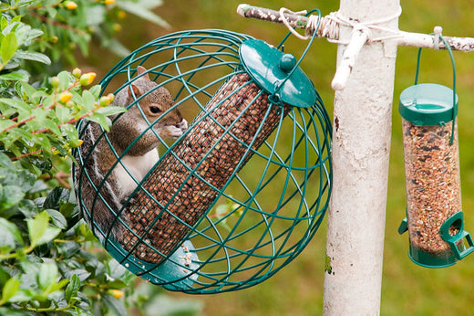 How to prevent squirrels from "occupying" bird feeders