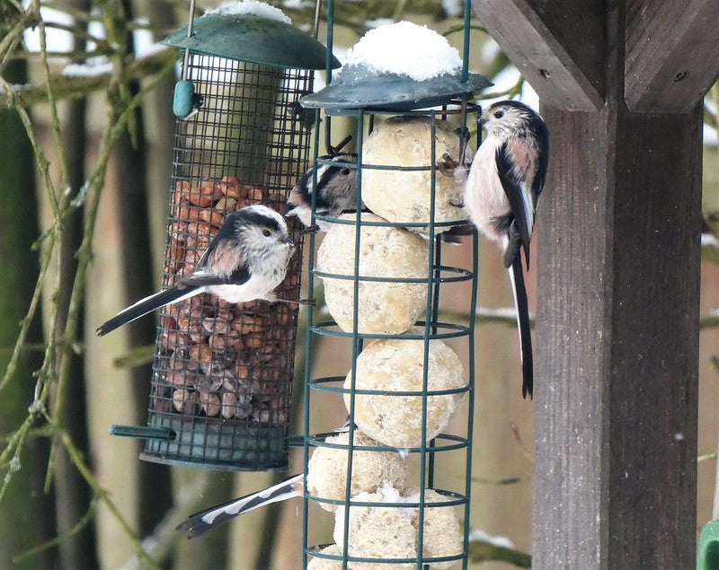 When should I stop feeding suet to birds? Key points for bird keepers