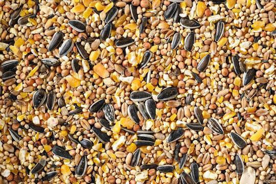 The Best Wild Bird Seeds for Different Bird Species