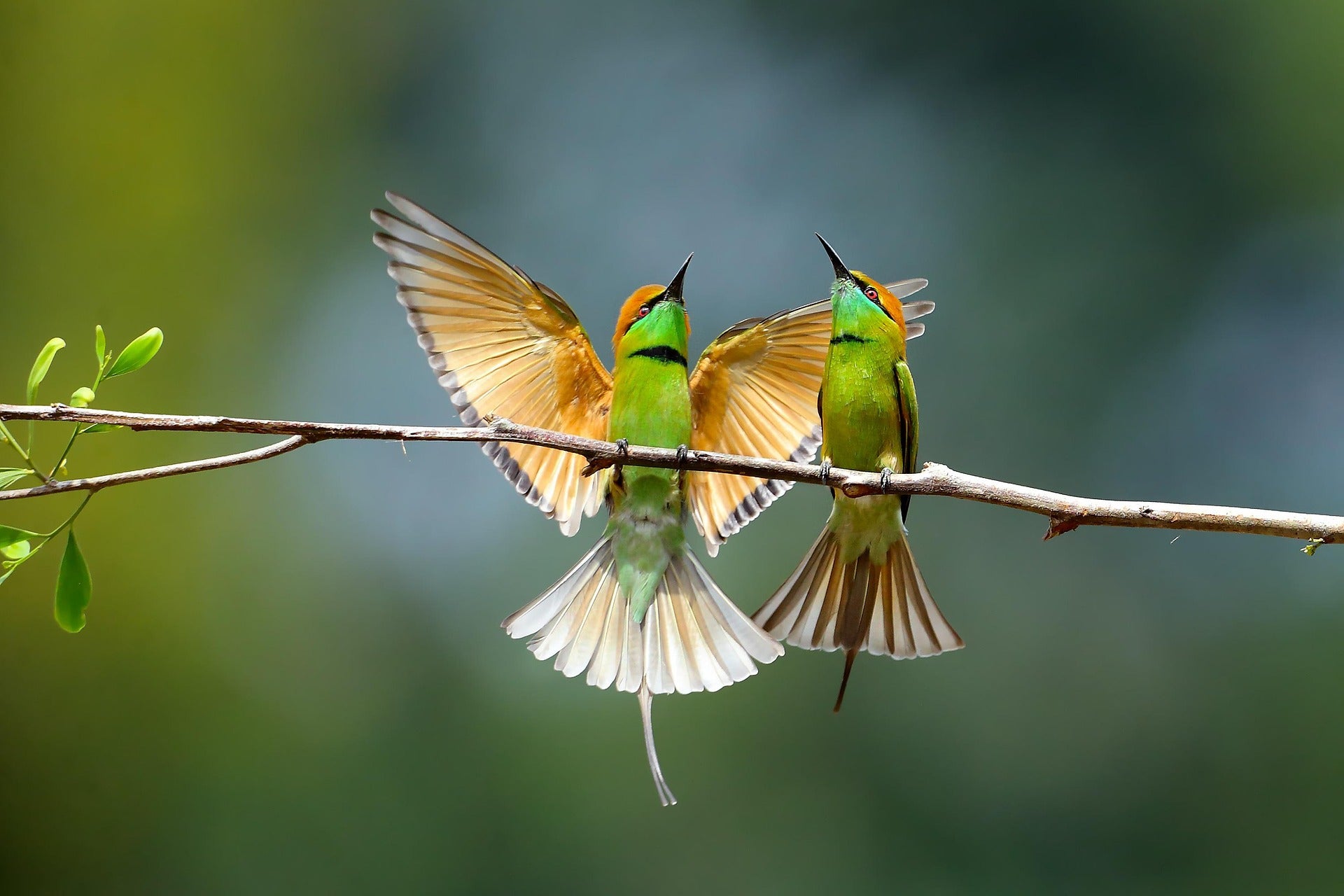 The Silent War in the Garden: A Guide to Survival and a Guide to Hope for Guardian Birds.