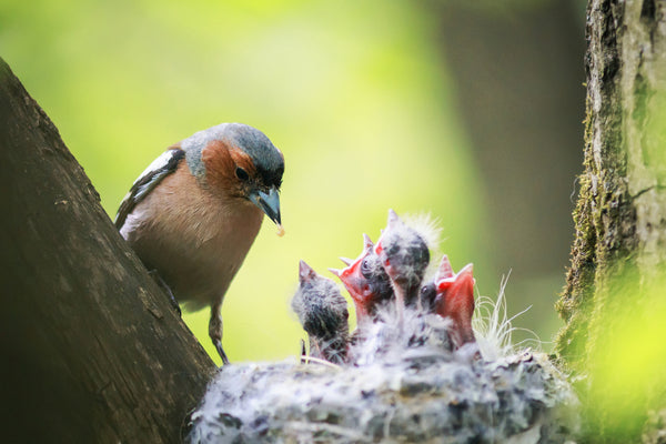 Birds Across the Seasons: A Year-Round Journey