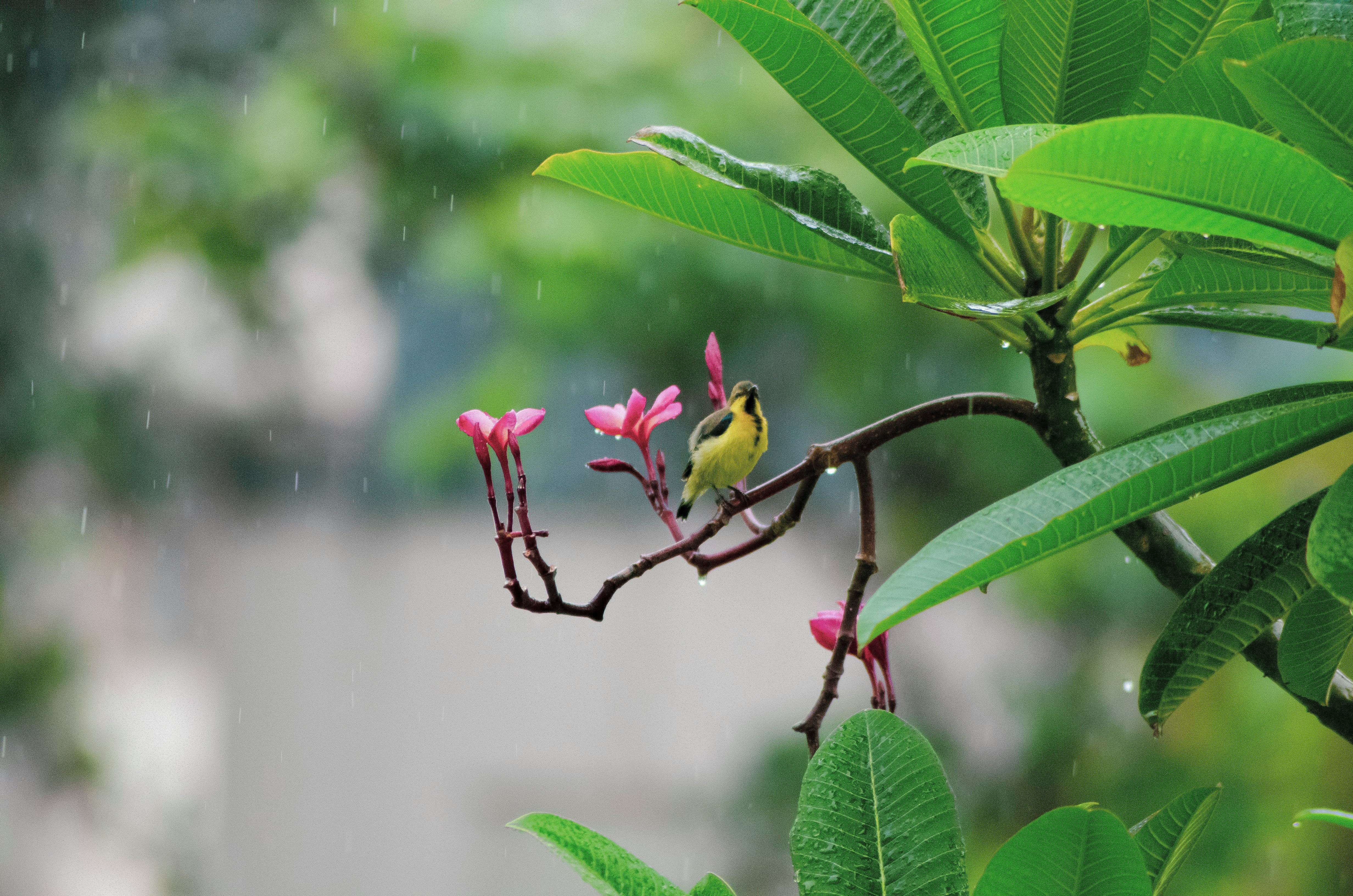 Where do the birds go when it rains