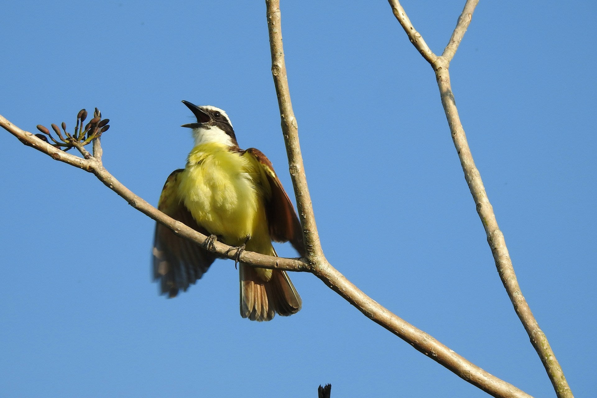 Birdsong analysis: Listening to the sounds of nature