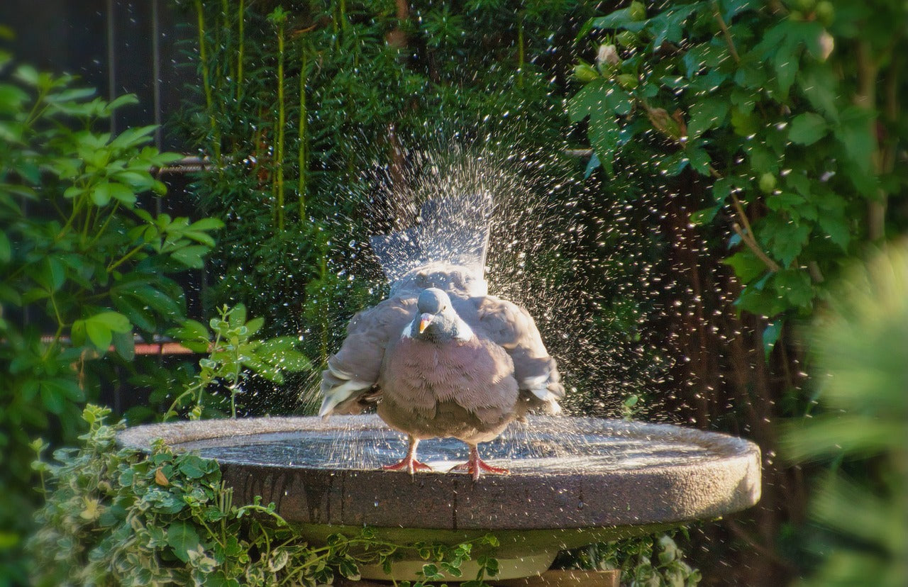 Smart Bird Feeders: A hydrating Paradise for Garden Birds