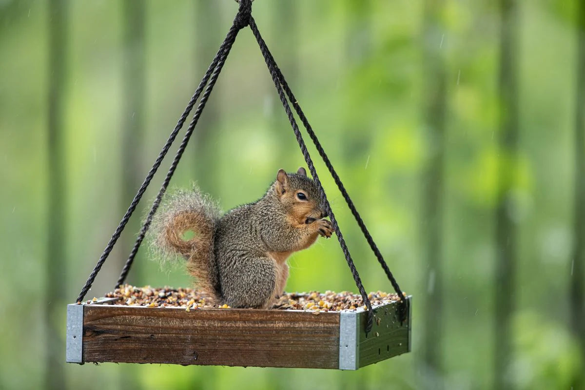 How to Keep Squirrels Out of Bird Feeders