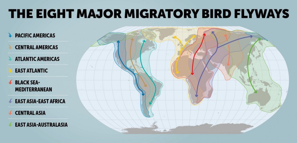 Unraveling the Mysteries of Bird Migration: The Role of Migration Maps