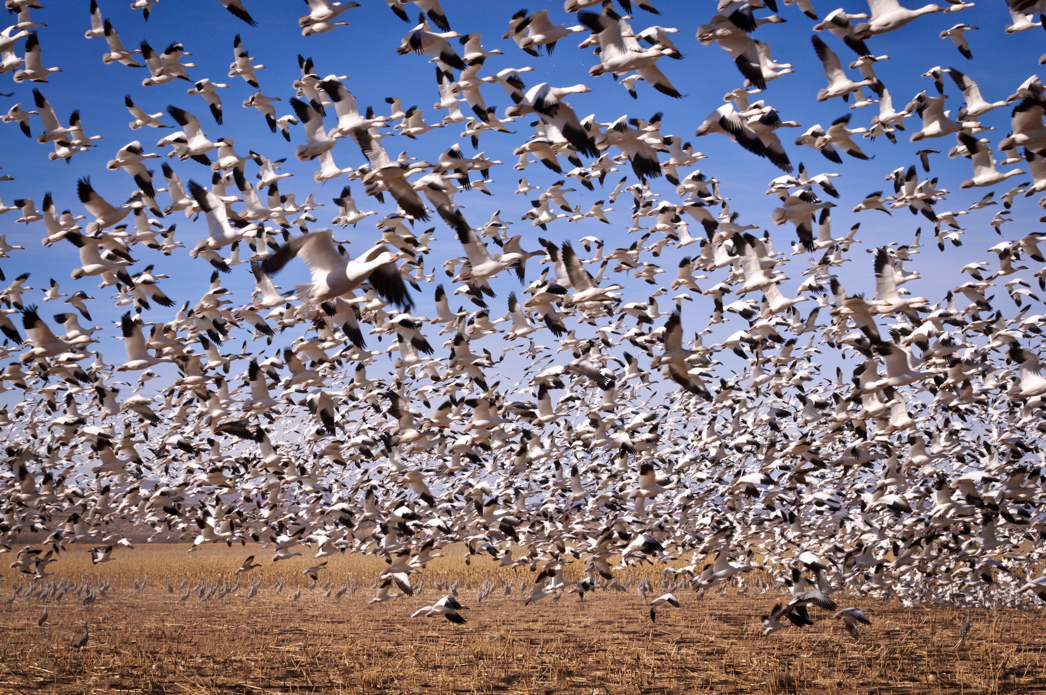 Navigating the Marvels of Bird Migration