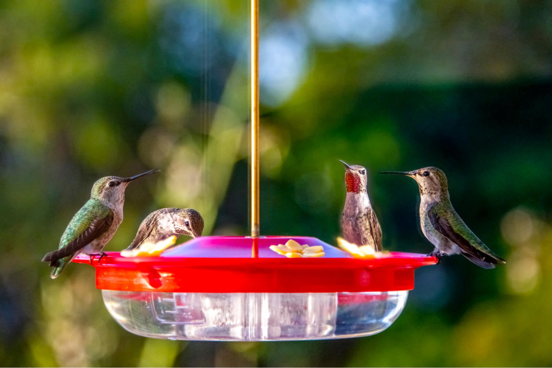 The Sweet Essentials: Understanding Hummingbird Food and Nectar