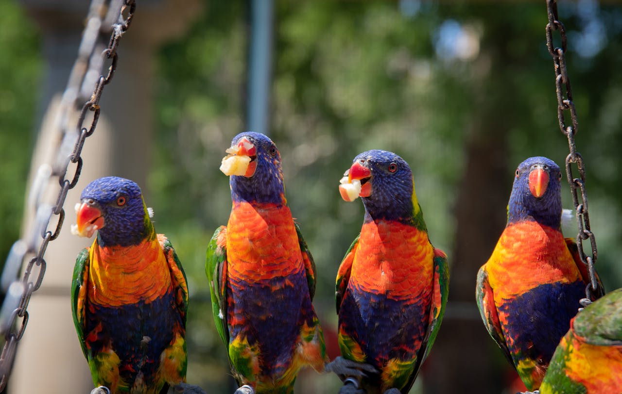 Attracting feathered Friends: How to nourish Your Garden Bird with their favorite food