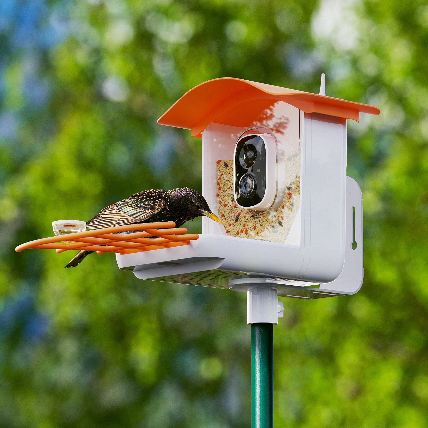 PerchMe Smart Bird Feeder Camera Wireless, Solar Powered, AI Recognition, Auto Capture & App Notify