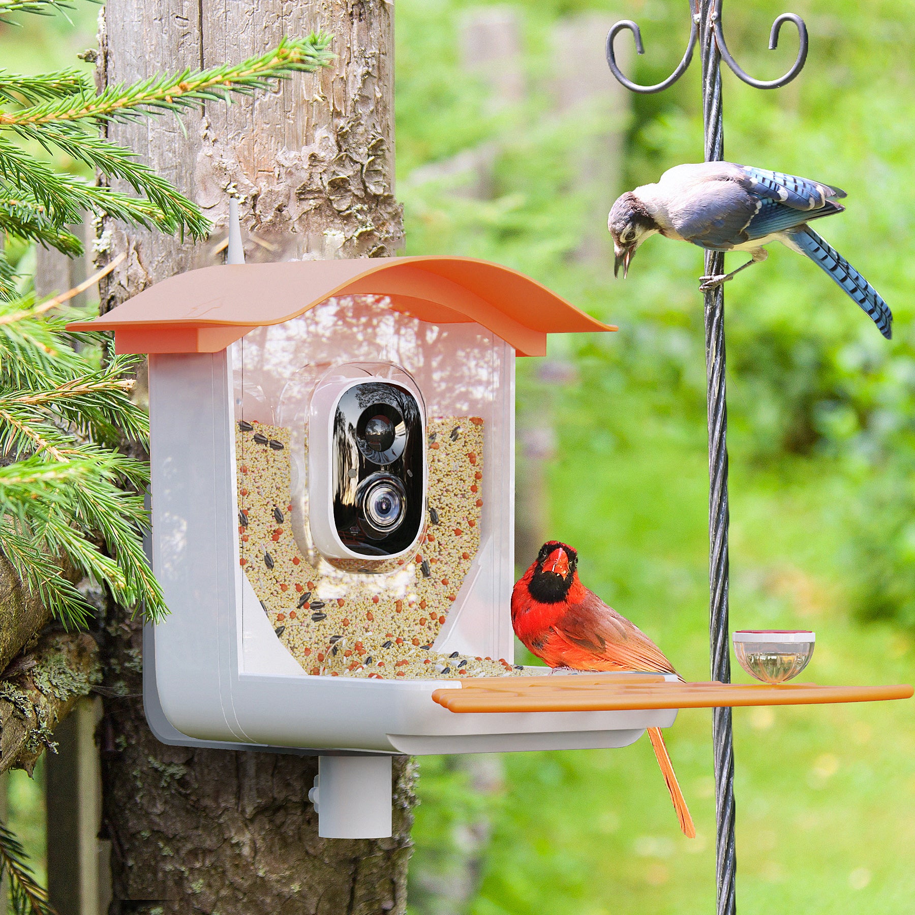 PerchMe Smart Bird Feeder Camera Wireless, Solar Powered, AI Recognition, Auto Capture & App Notify