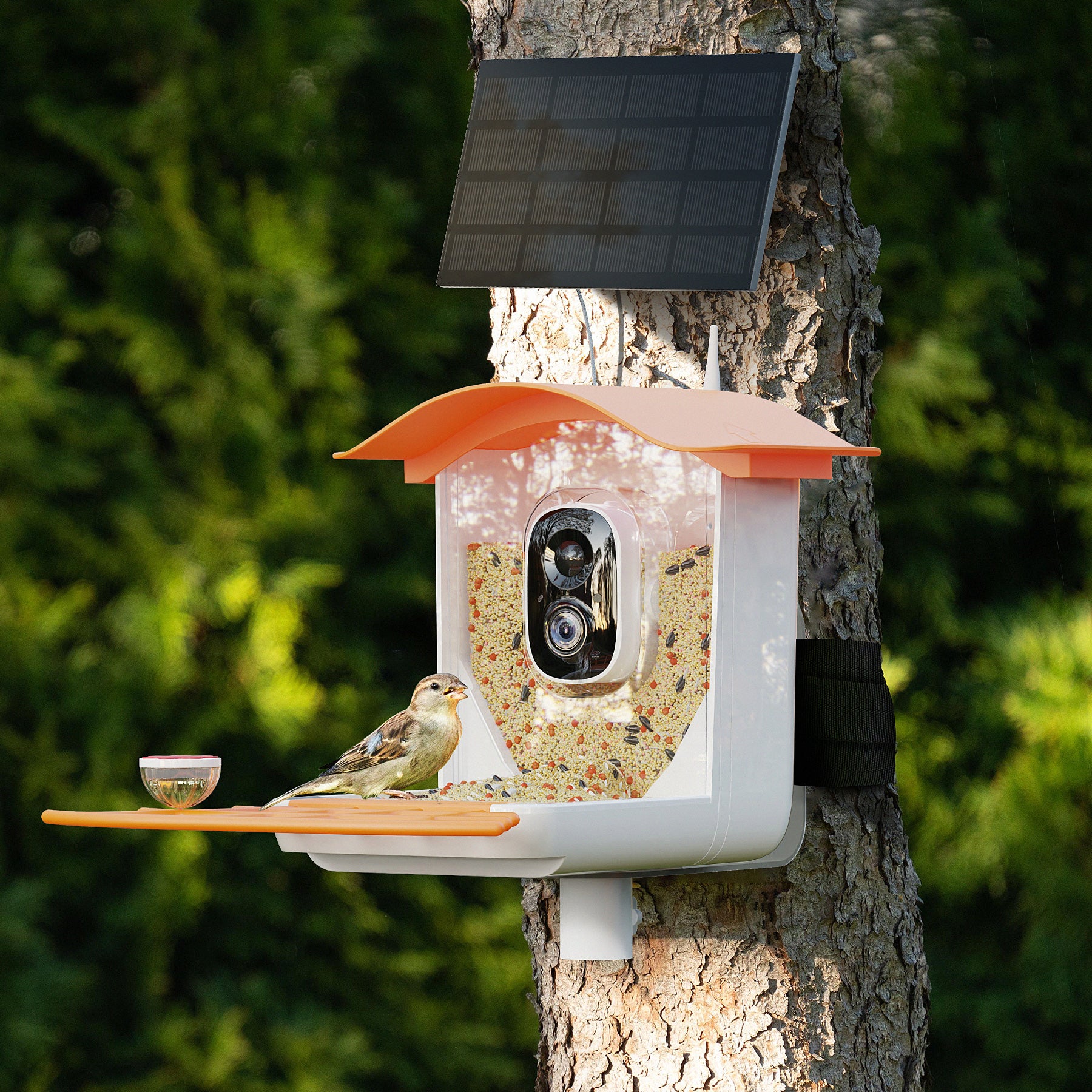 PerchMe Smart Bird Feeder Camera Wireless, Solar Powered, AI Recognition, Auto Capture & App Notify